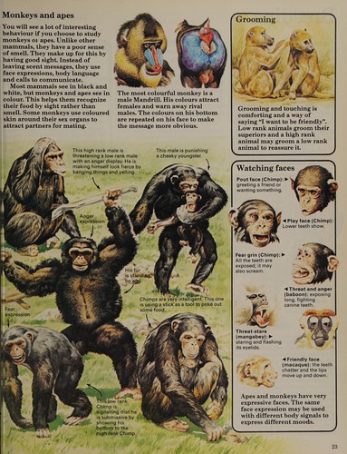 Understanding Zoo Animals by Rosamund Kidman Cox cover