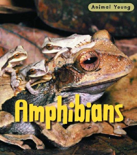 Amphibians (Animal Young)