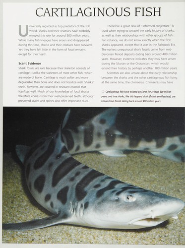 Fish (World of Animals (Danbury, Conn.), V. 31-40.)
