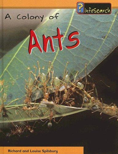 Colony of Ants (Animal Groups)