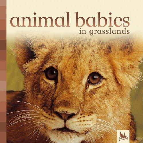 Animal Babies In Grasslands (Animal Babies) by Editors of Kingfisher cover