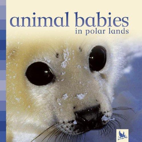 Animal Babies in Polar Lands (Animal Babies) by Editors of Kingfisher cover