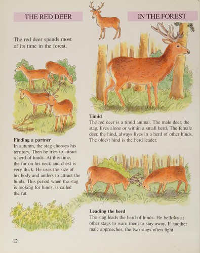 How animals live in the forest