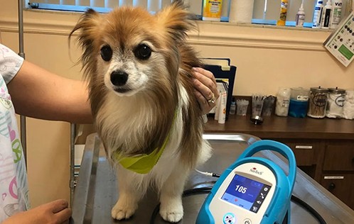 Boulevard Animal Hospital by  cover