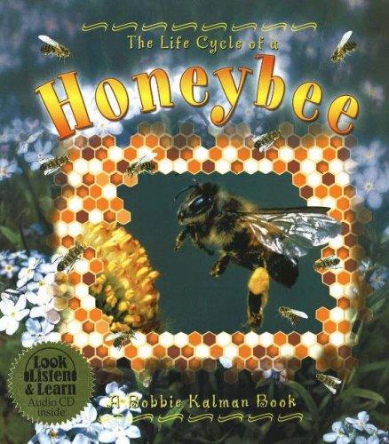 Life Cycle of a Honeybee