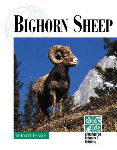 Endangered Animals and Habitats - Bighorn Sheep (Endangered Animals and Habitats)