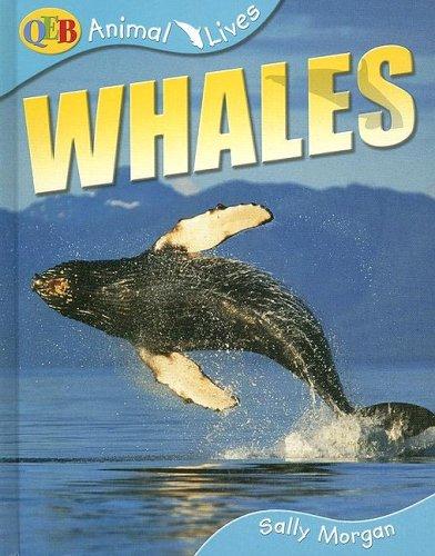 Whales (Animal Lives) by Sally Morgan cover