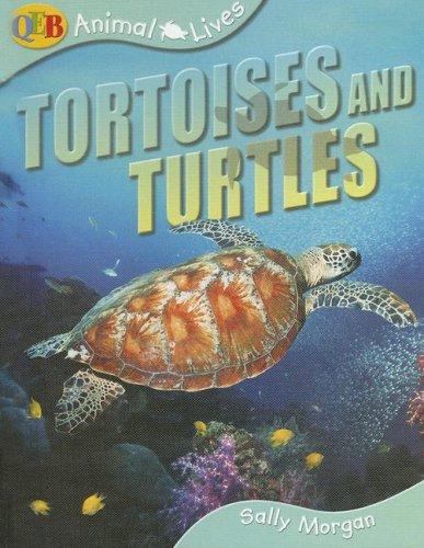 Animal Lives Tortoises and Turtles (Qeb Animal Lives) by Sally Morgan cover