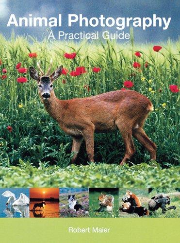 Animal Photography