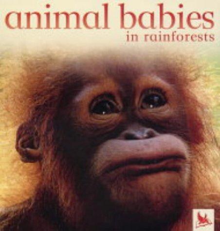 Animal babies in rainforests by Jennifer Schofield cover