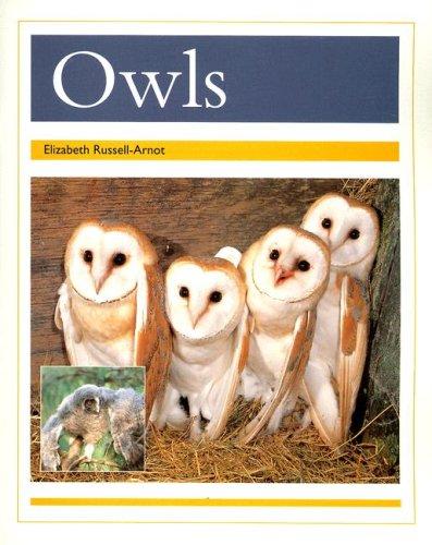 Owls (PM Animal Facts: Nocturnal Animals)