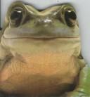 Funny animals
