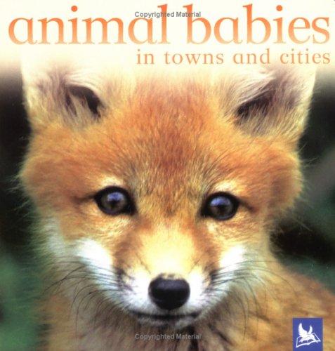 Animal Babies In Towns and Cities (Animal Babies) by Editors of Kingfisher cover