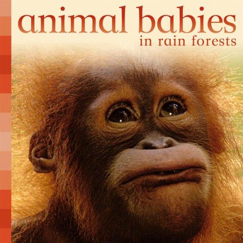 Animal Babies in Rain Forests (Animal Babies) by Editors of Kingfisher cover