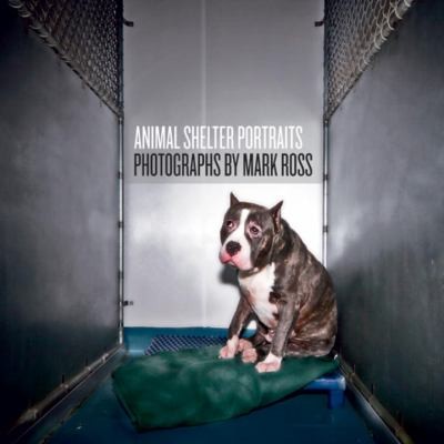 Animal Shelter Portraits