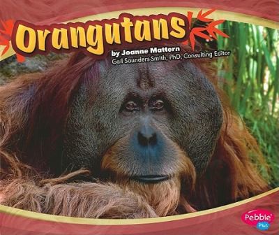 Orangutans
            
                Asian Animals